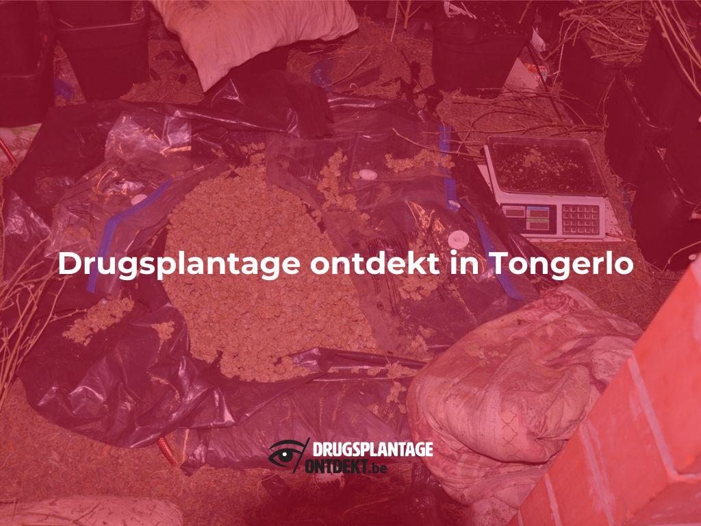 Tongerlo - Drugsplantage ontdekt in Tongerlo